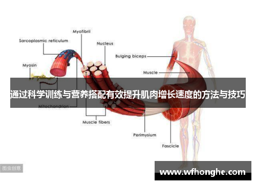 通过科学训练与营养搭配有效提升肌肉增长速度的方法与技巧
